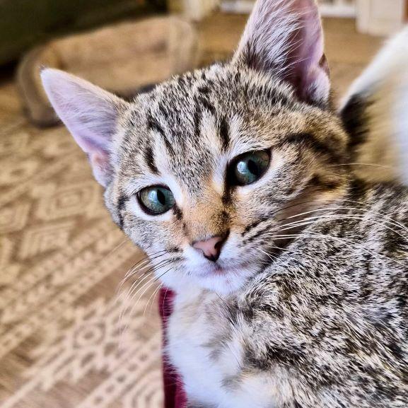 Lumi — thumbnail 3