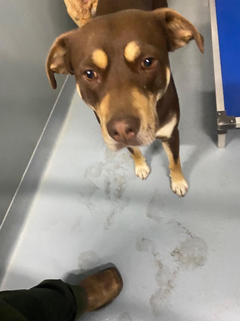 Enlarge Tanker, a Adoptable mixed breed in Cartersville , GA image 1/1