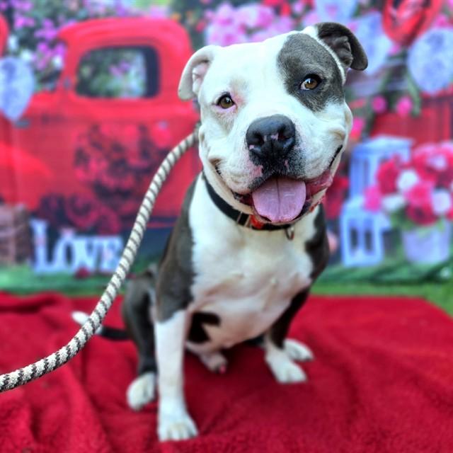RALLY, Adoptable, Adult Male Pit Bull Terrier.