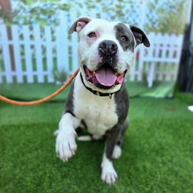 RALLY, Adoptable, Adult Male Pit Bull Terrier.