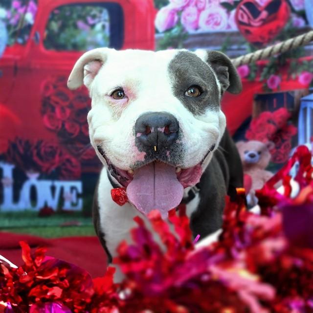 Enlarge RALLY, a Adoptable Pit Bull Terrier in Long Beach, CA image 1/1