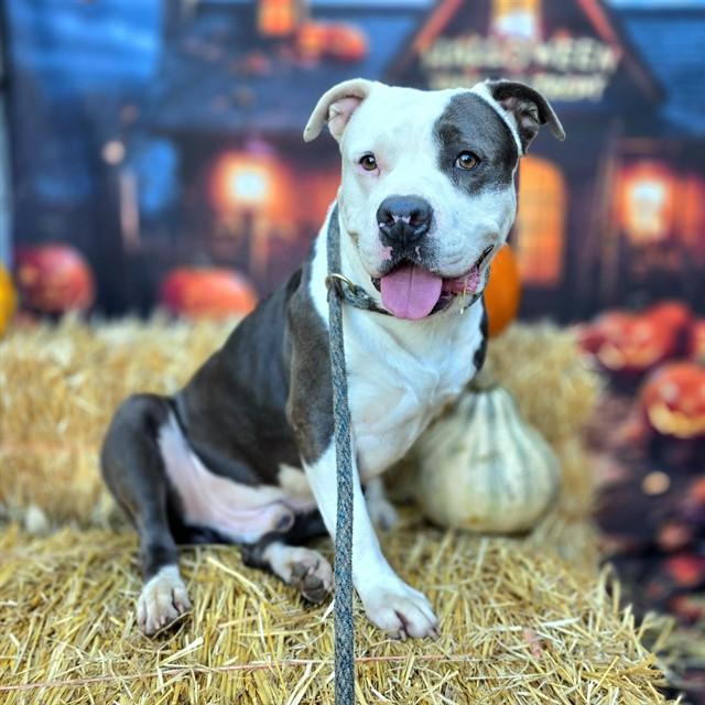 Enlarge RALLY, a Adoptable Pit Bull Terrier in Long Beach, CA image 1/1