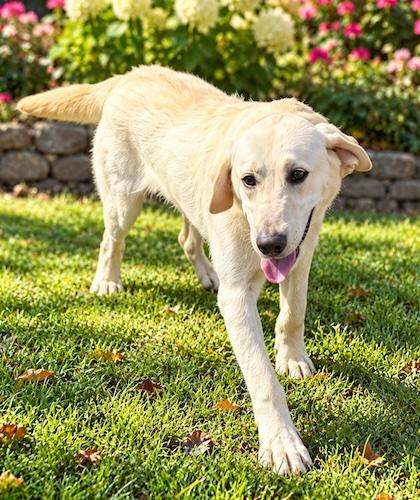 Enlarge Ronan 2, a Adoptable Yellow Labrador Retriever in Killingworth, CT image 2/3