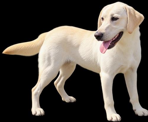 Enlarge Ronan 2, a Adoptable Yellow Labrador Retriever in Killingworth, CT image 3/3