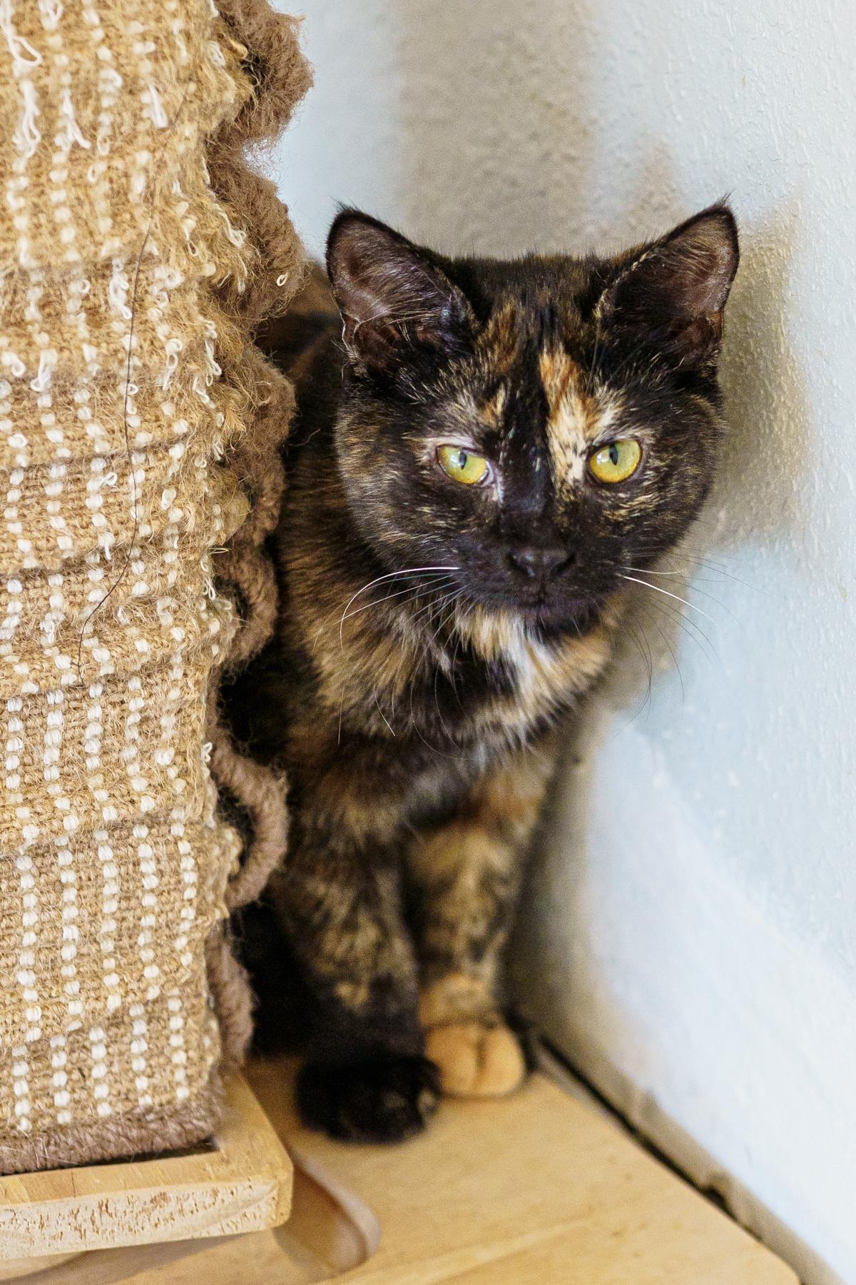 Aspen, Adopted, Kitten Female Tortoiseshell.