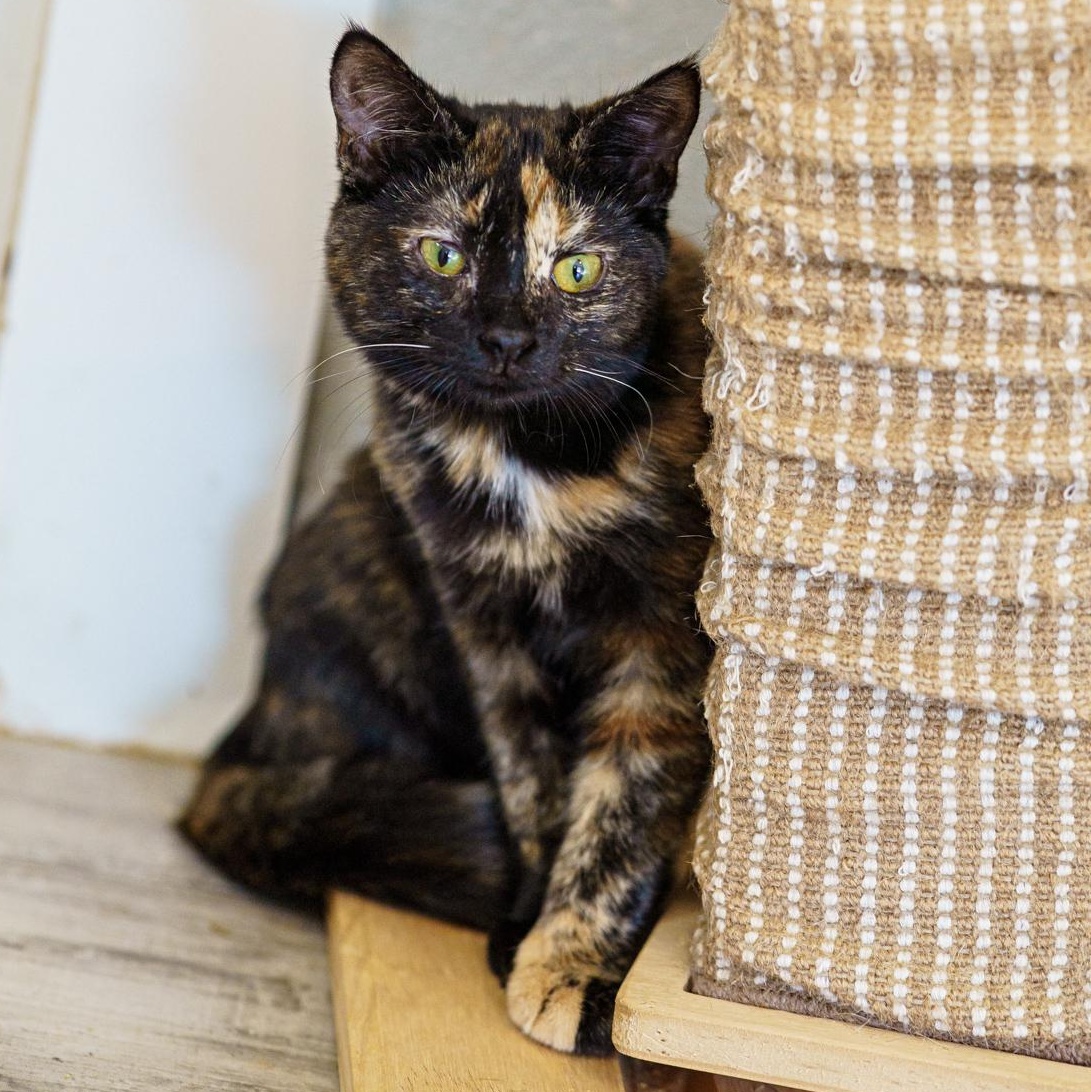 Enlarge Aspen, a Adopted Tortoiseshell in Marble Falls, TX image 3/4