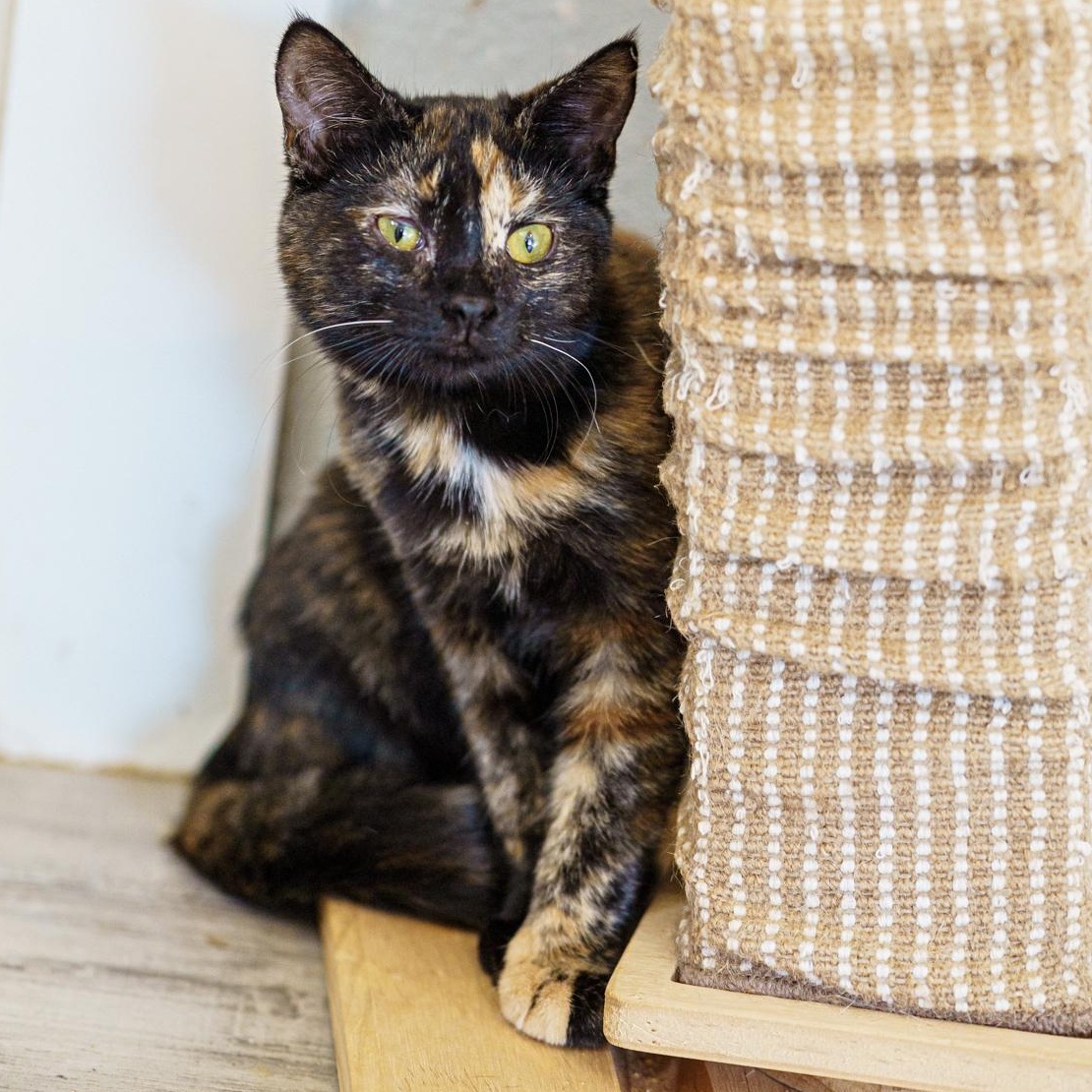 Enlarge Aspen, a Adopted Tortoiseshell in Marble Falls, TX image 4/4