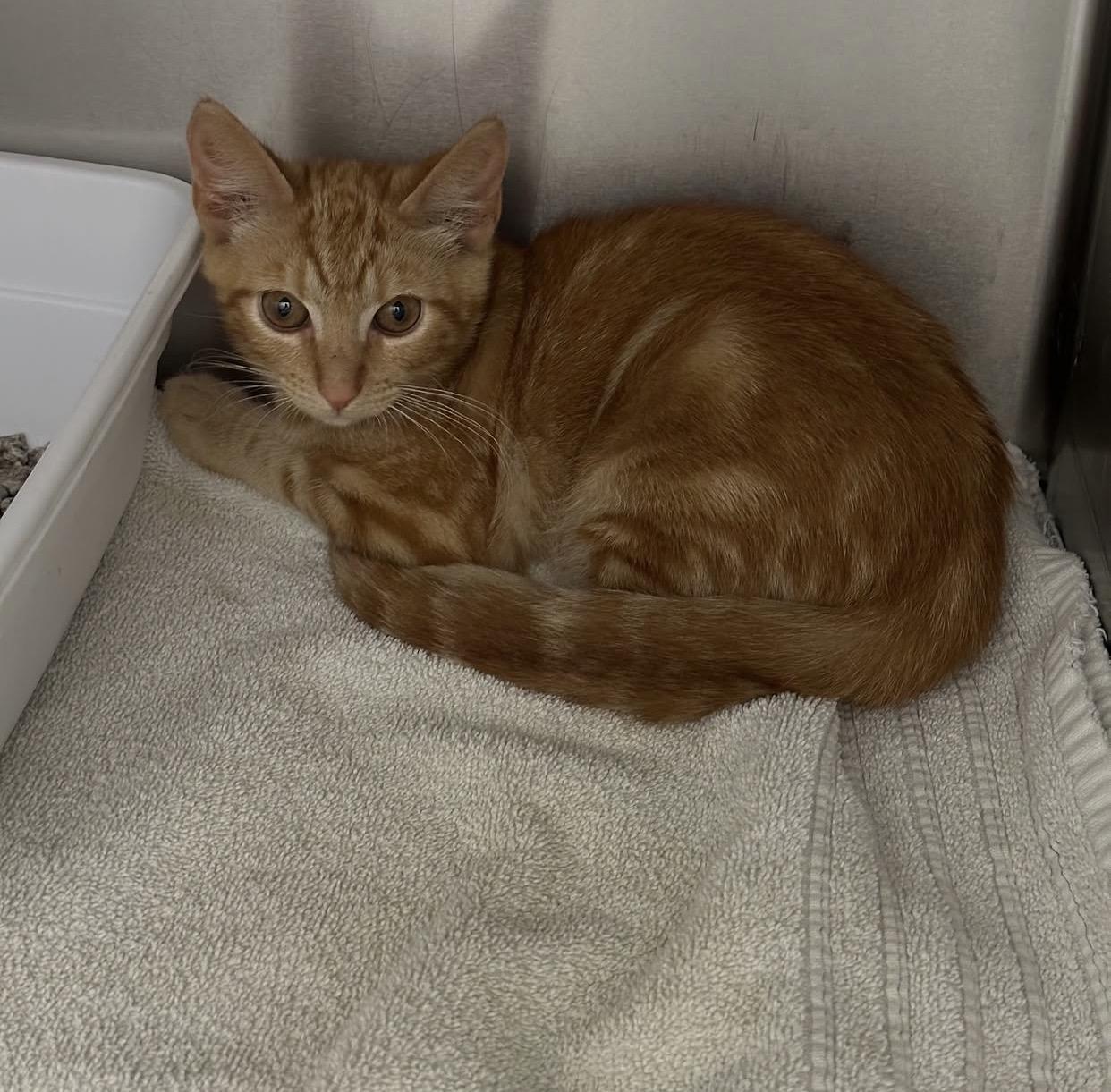 Nemo, Adopted, Kitten Male Domestic Short Hair.