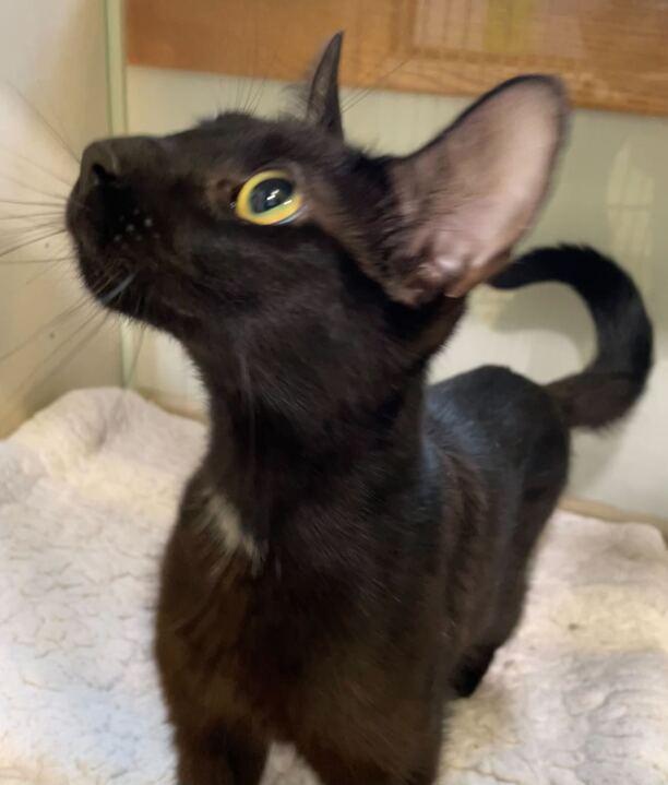 Dottie, a ADOPTABLE Domestic Short Hair in Jackson, MI image 3/6