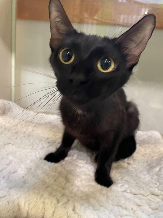 Dottie, a ADOPTABLE Domestic Short Hair in Jackson, MI image 5/6