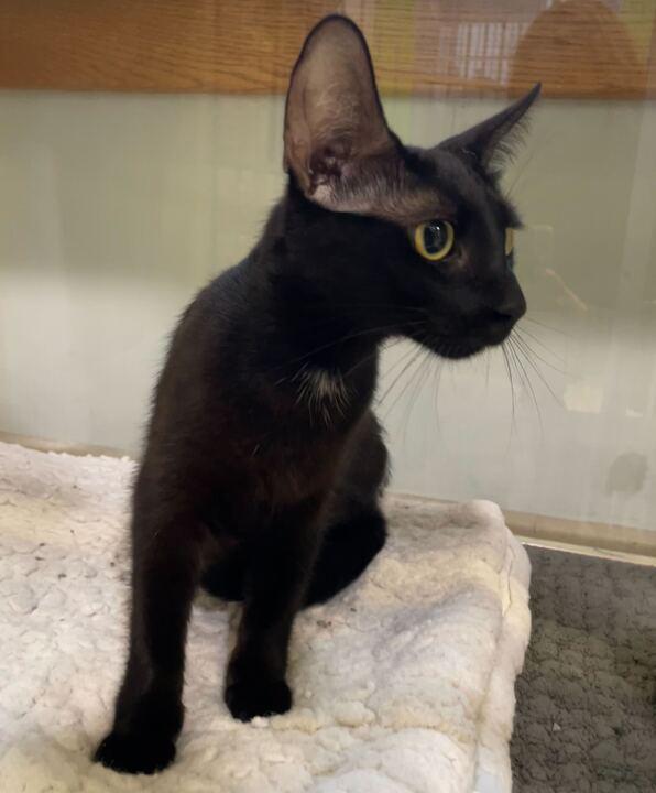 Dottie, a ADOPTABLE Domestic Short Hair in Jackson, MI image 2/6