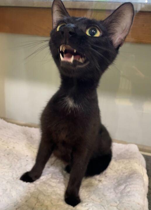 Dottie, a ADOPTABLE Domestic Short Hair in Jackson, MI image 6/6