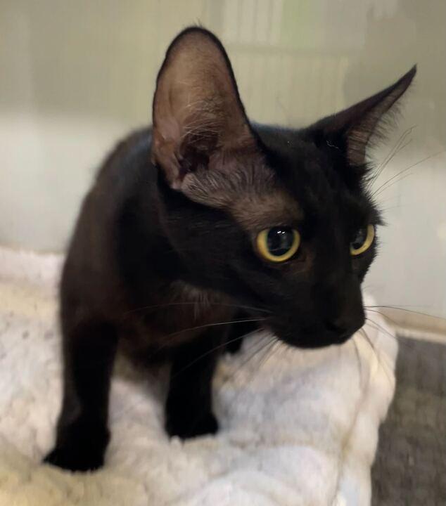 Dottie, a ADOPTABLE Domestic Short Hair in Jackson, MI image 4/6