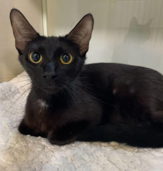 Dottie, ADOPTABLE, Adult Female Domestic Short Hair.