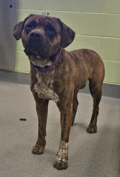 Milo, Adoptable, Adult Male Catahoula Leopard Dog & Mixed Breed.