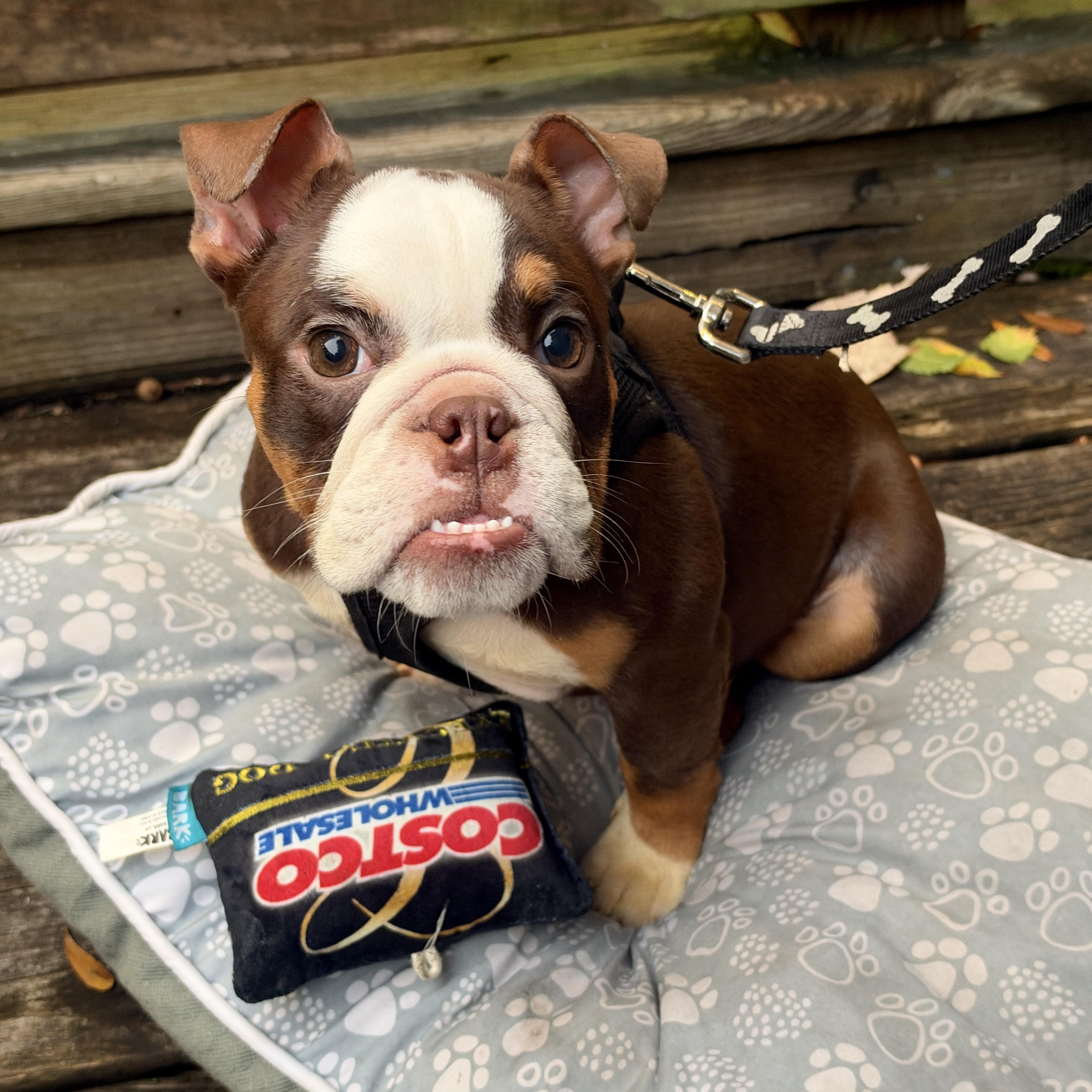Enlarge Paisley, a Adoptable mixed breed in Mt Pleasant, SC image 3/6