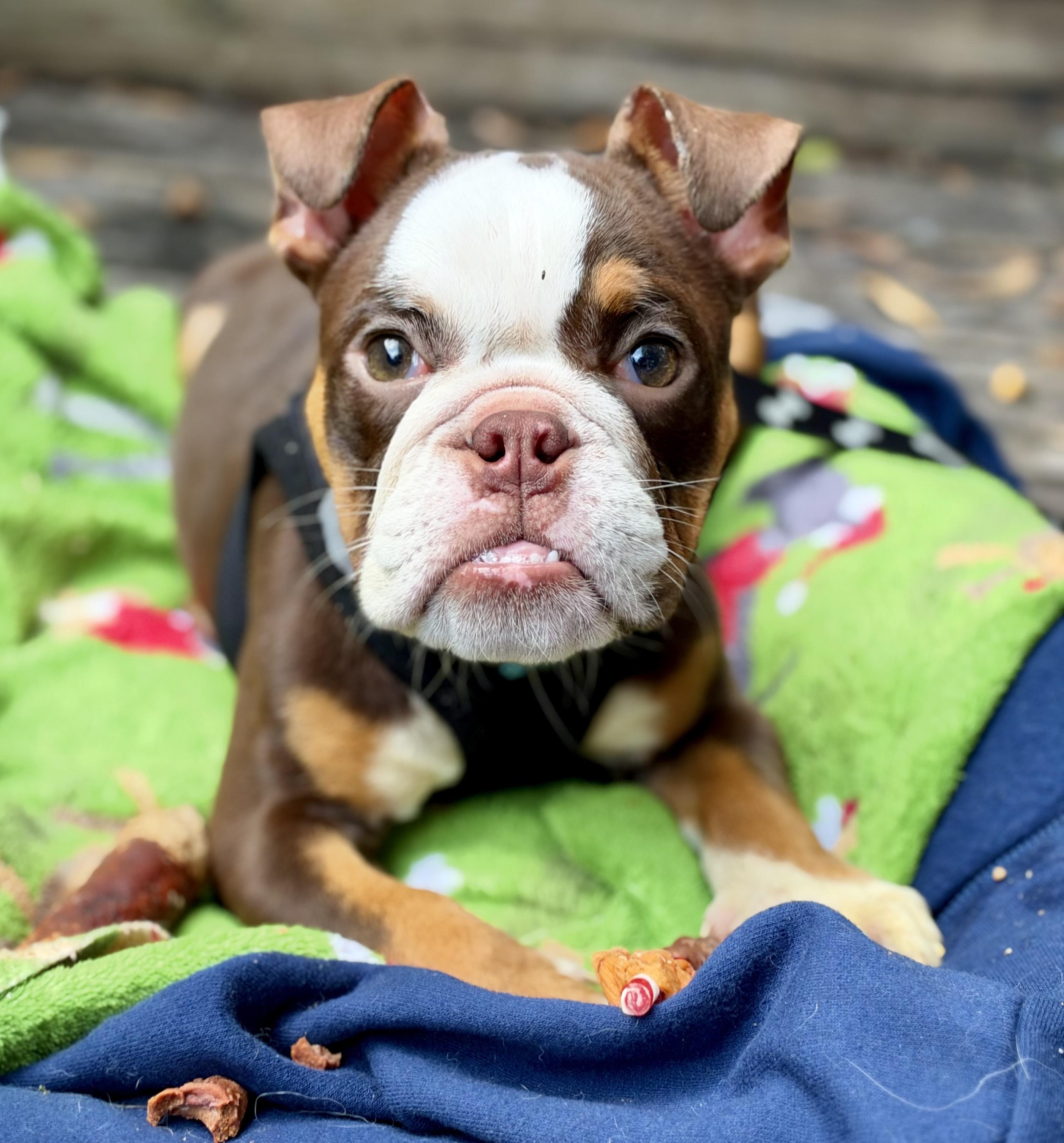 Paisley, Adoptable, Young Female English Bulldog.