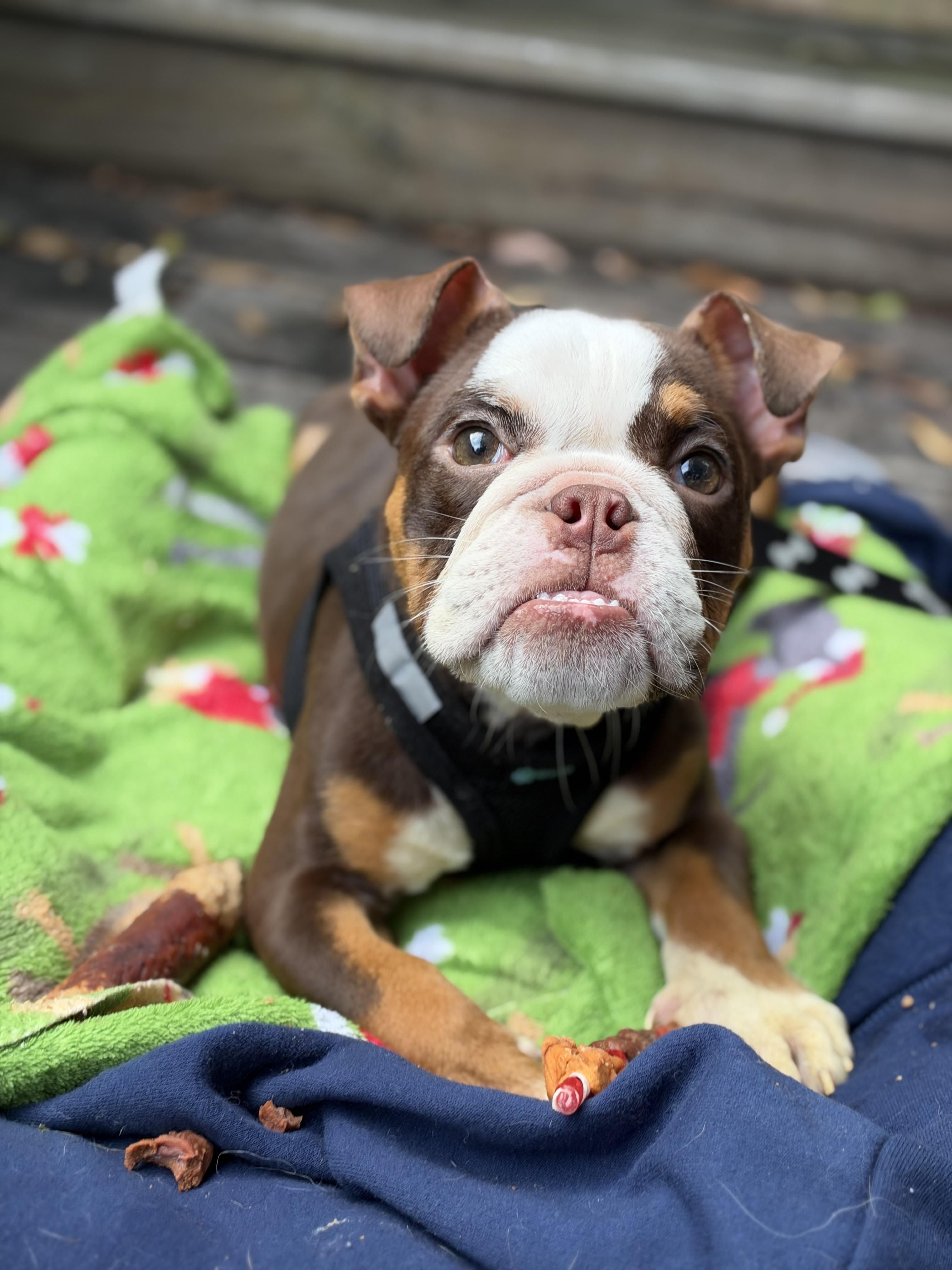 Enlarge Paisley, a Adoptable mixed breed in Mt Pleasant, SC image 6/6