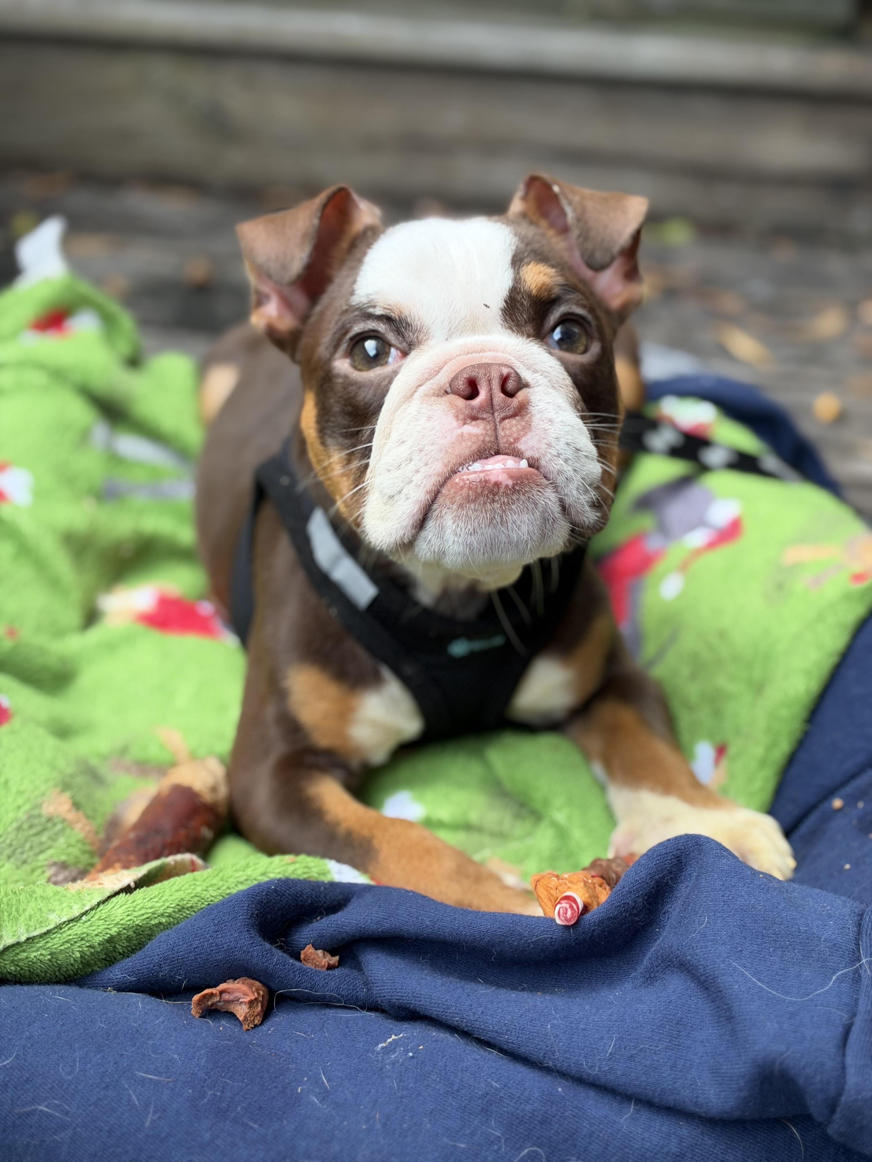 Enlarge Paisley, a Adoptable mixed breed in Mt Pleasant, SC image 5/6