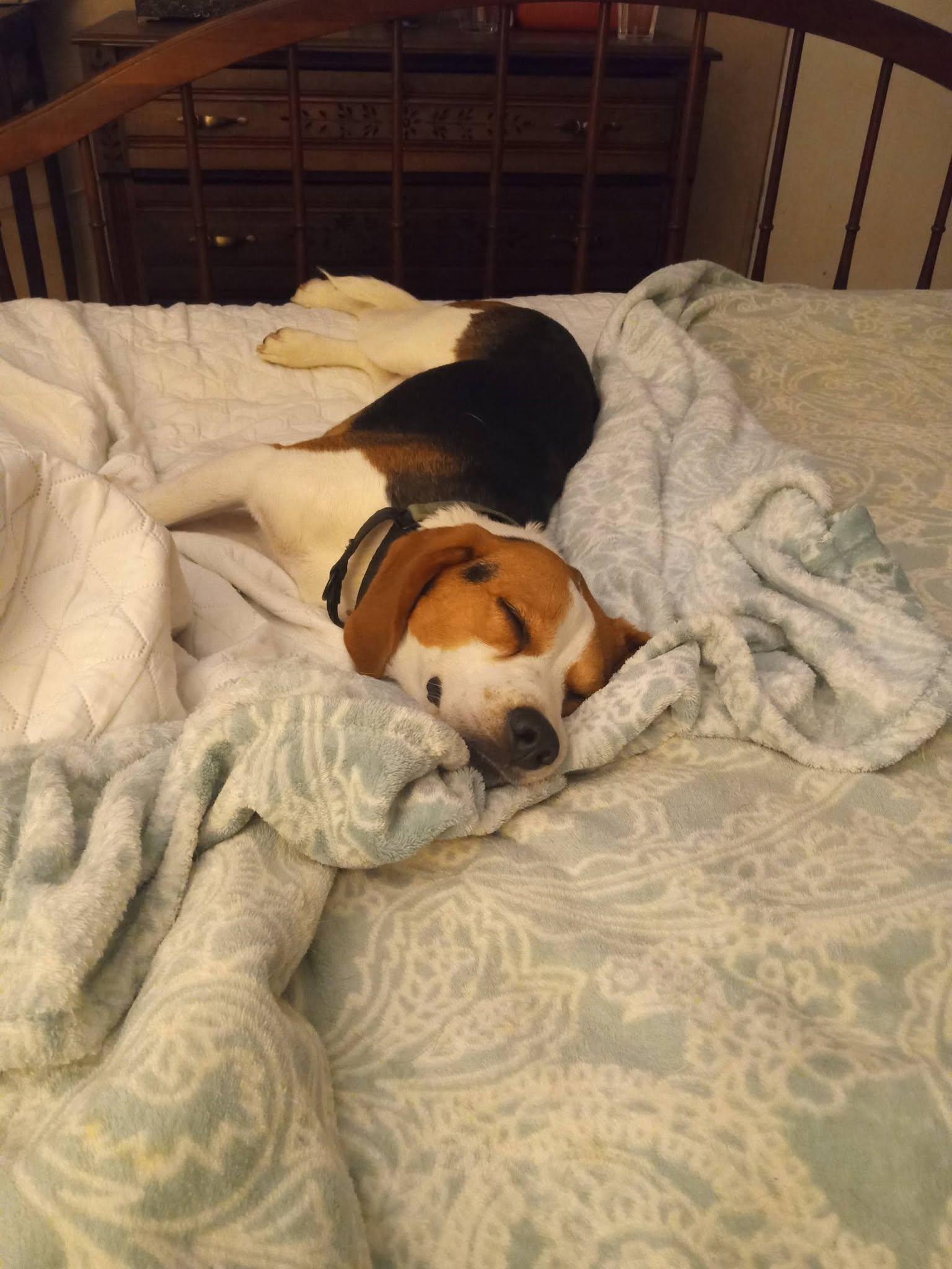 Colter, a ADOPTABLE Beagle in Stuarts Draft, VA image 2/6