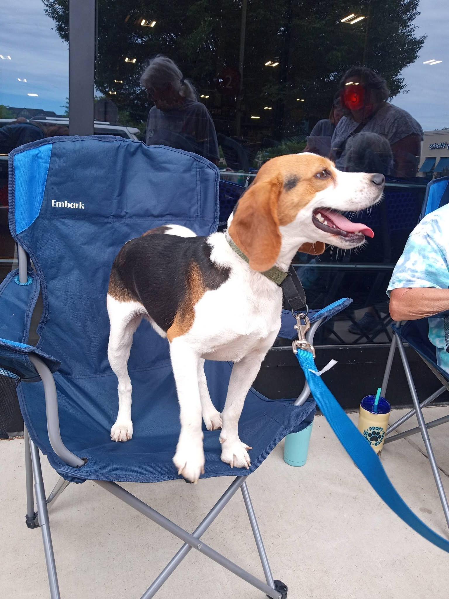 Colter, a ADOPTABLE Beagle in Stuarts Draft, VA image 4/6