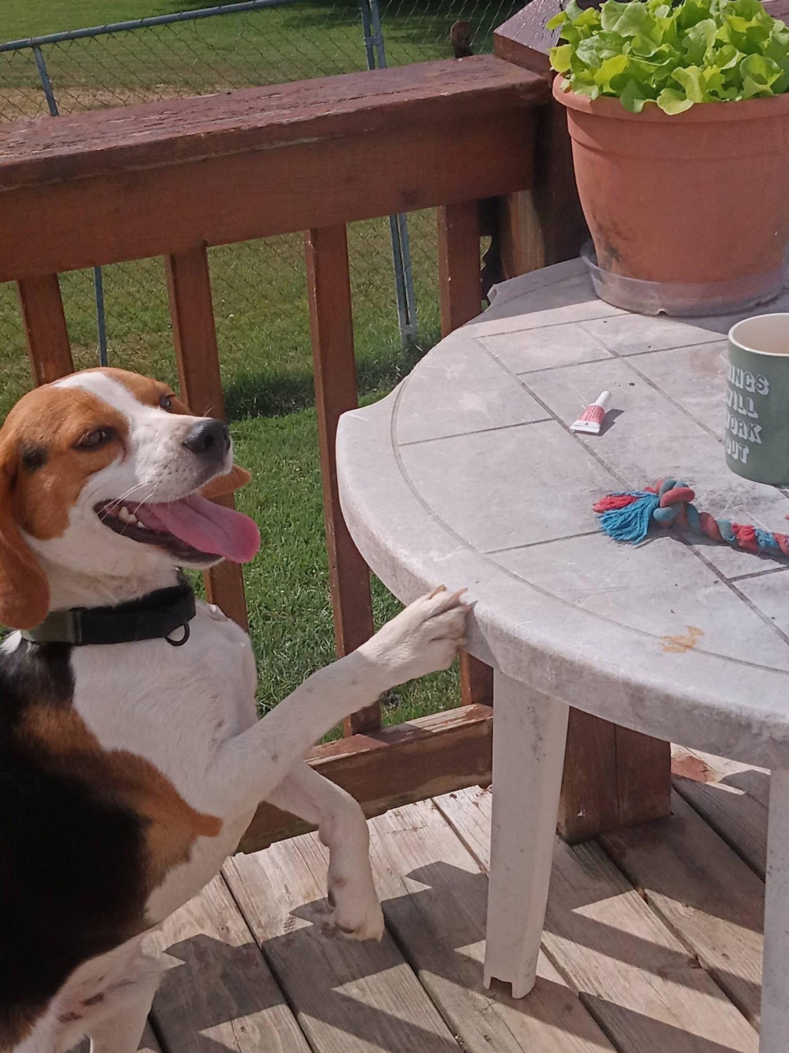 Colter, a ADOPTABLE Beagle in Stuarts Draft, VA image 5/6