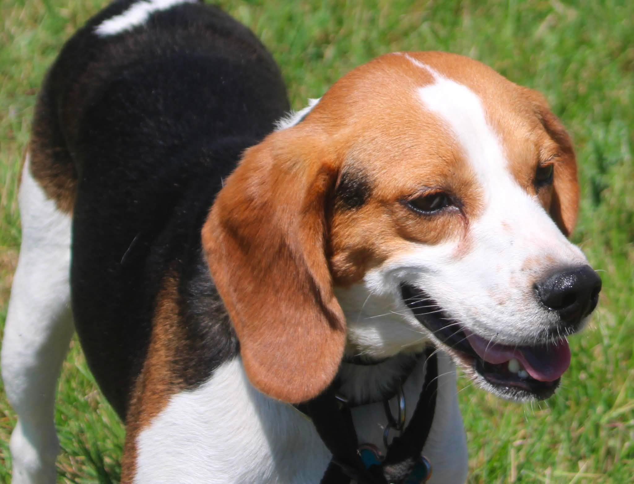 Colter, a ADOPTABLE Beagle in Stuarts Draft, VA image 6/6