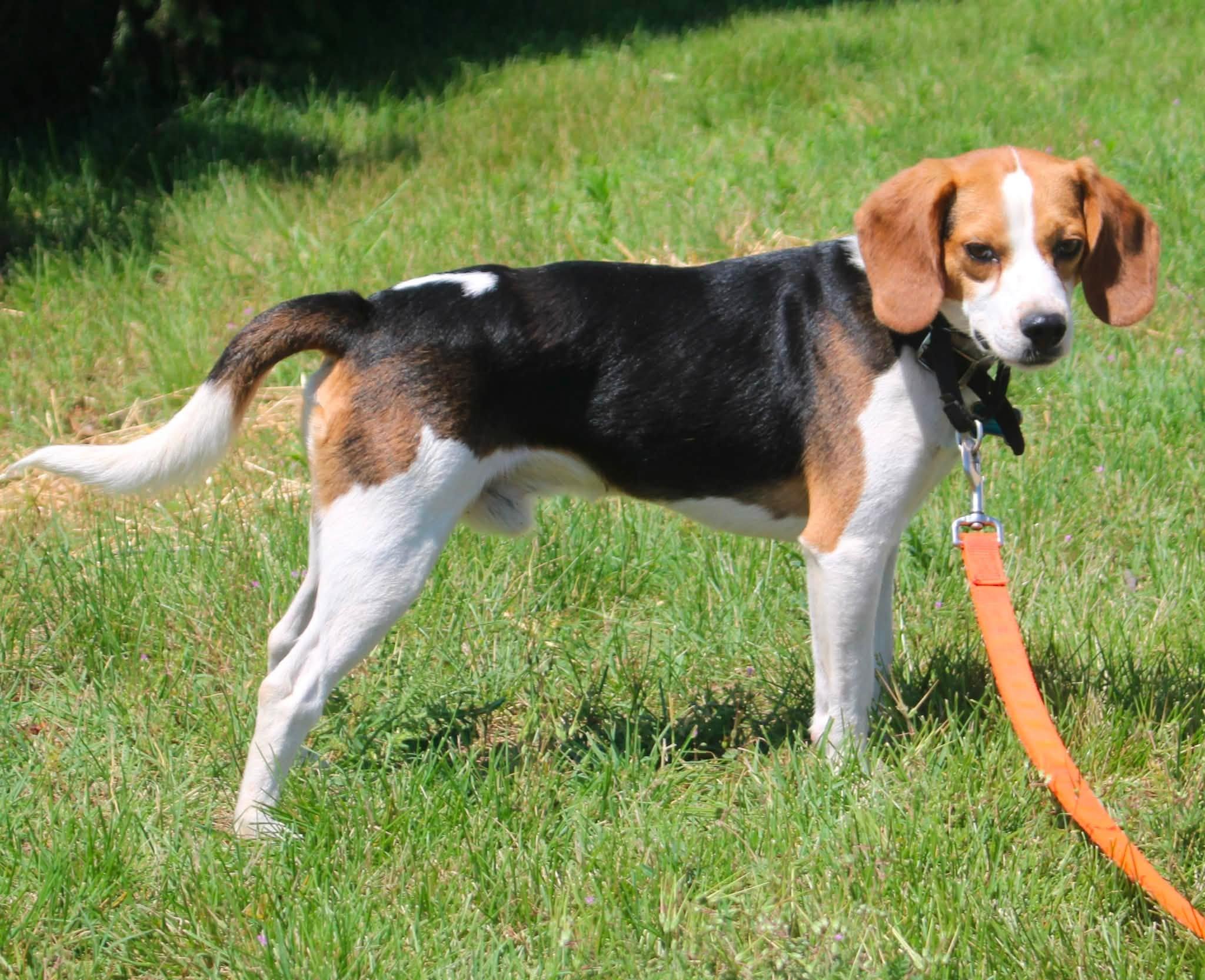 Colter, a ADOPTABLE Beagle in Stuarts Draft, VA image 1/6