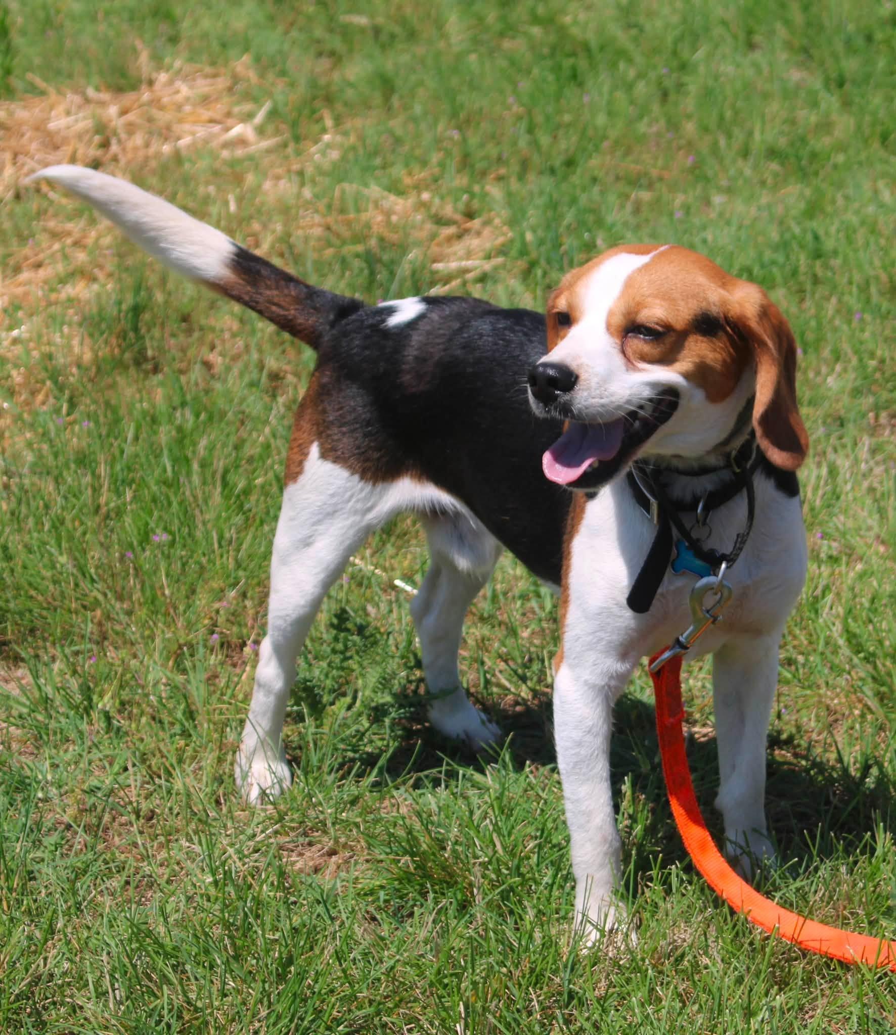 Colter, a ADOPTABLE Beagle in Stuarts Draft, VA image 3/6
