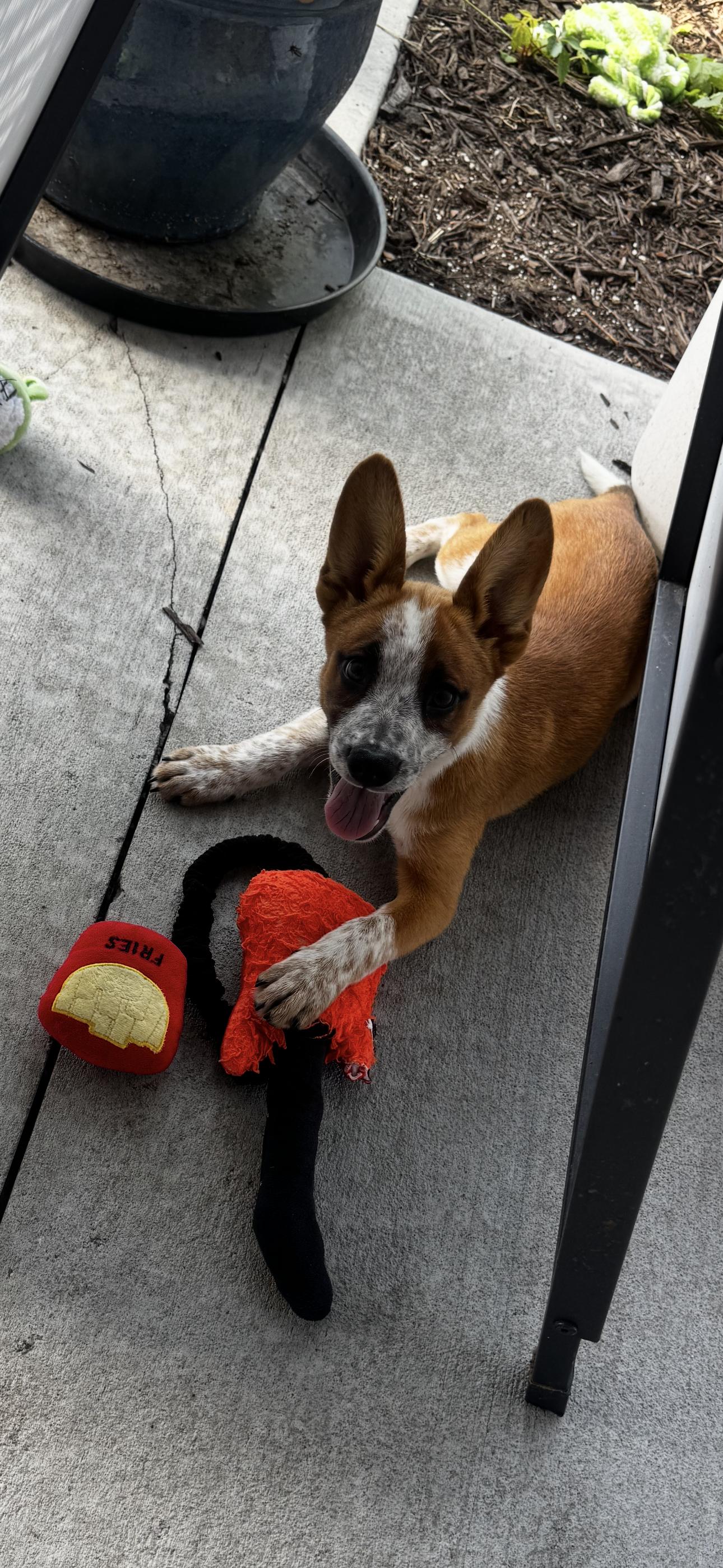 Chesney, ADOPTABLE, Puppy Male Corgi & Australian Cattle Dog / Blue Heeler.