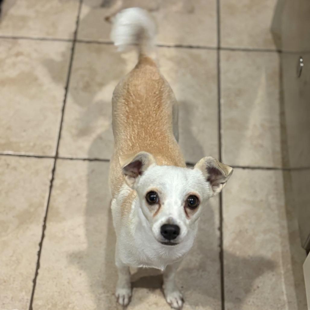 Enlarge Abby, a Adoptable Chihuahua in Katy, TX image 1/2