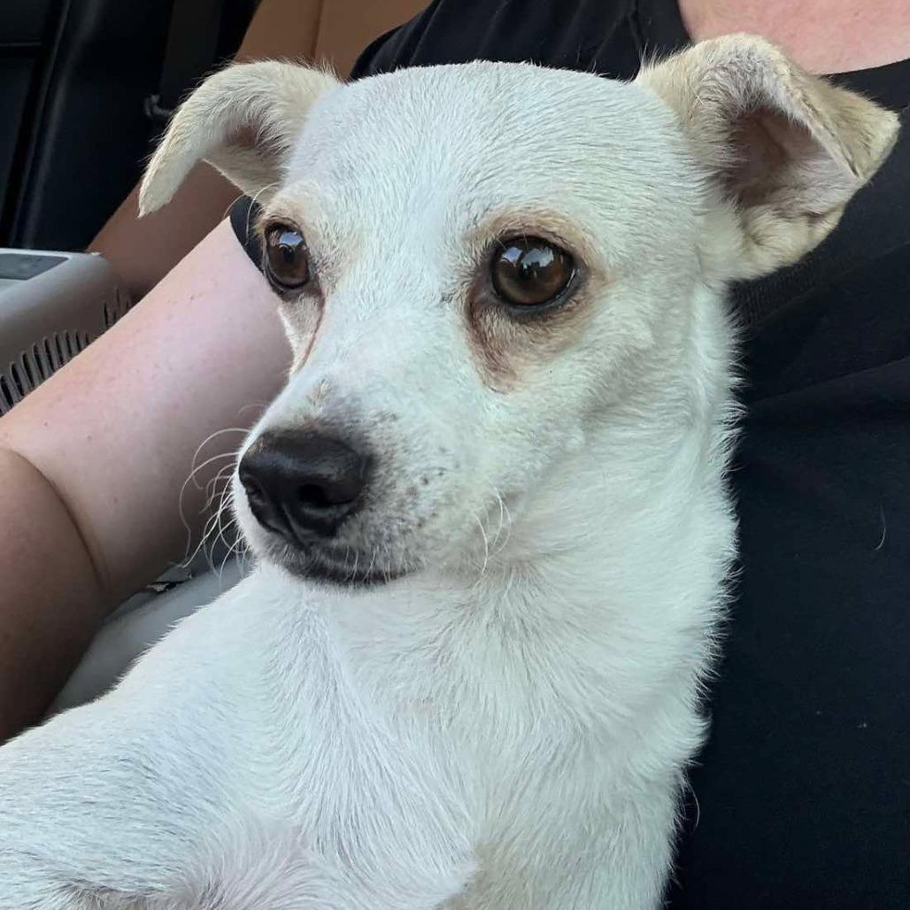 Enlarge Abby, a Adoptable Chihuahua in Katy, TX image 2/2