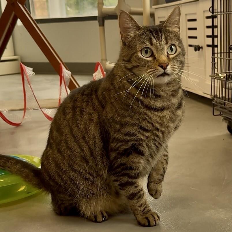 Todd, Adoptable, Adult Male Domestic Short Hair.
