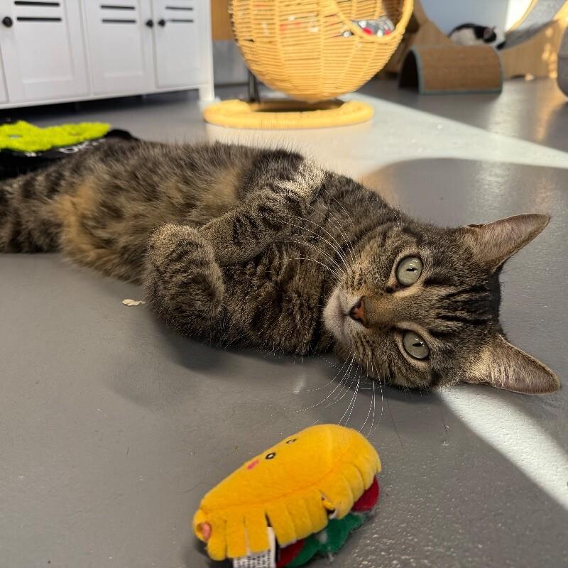 Enlarge Todd, a Adoptable Domestic Short Hair in Roanoke, VA image 2/3