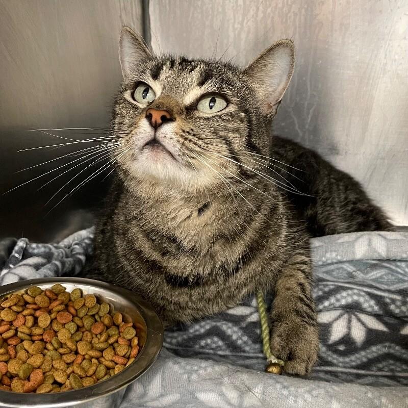 Enlarge Todd, a Adoptable Domestic Short Hair in Roanoke, VA image 3/3