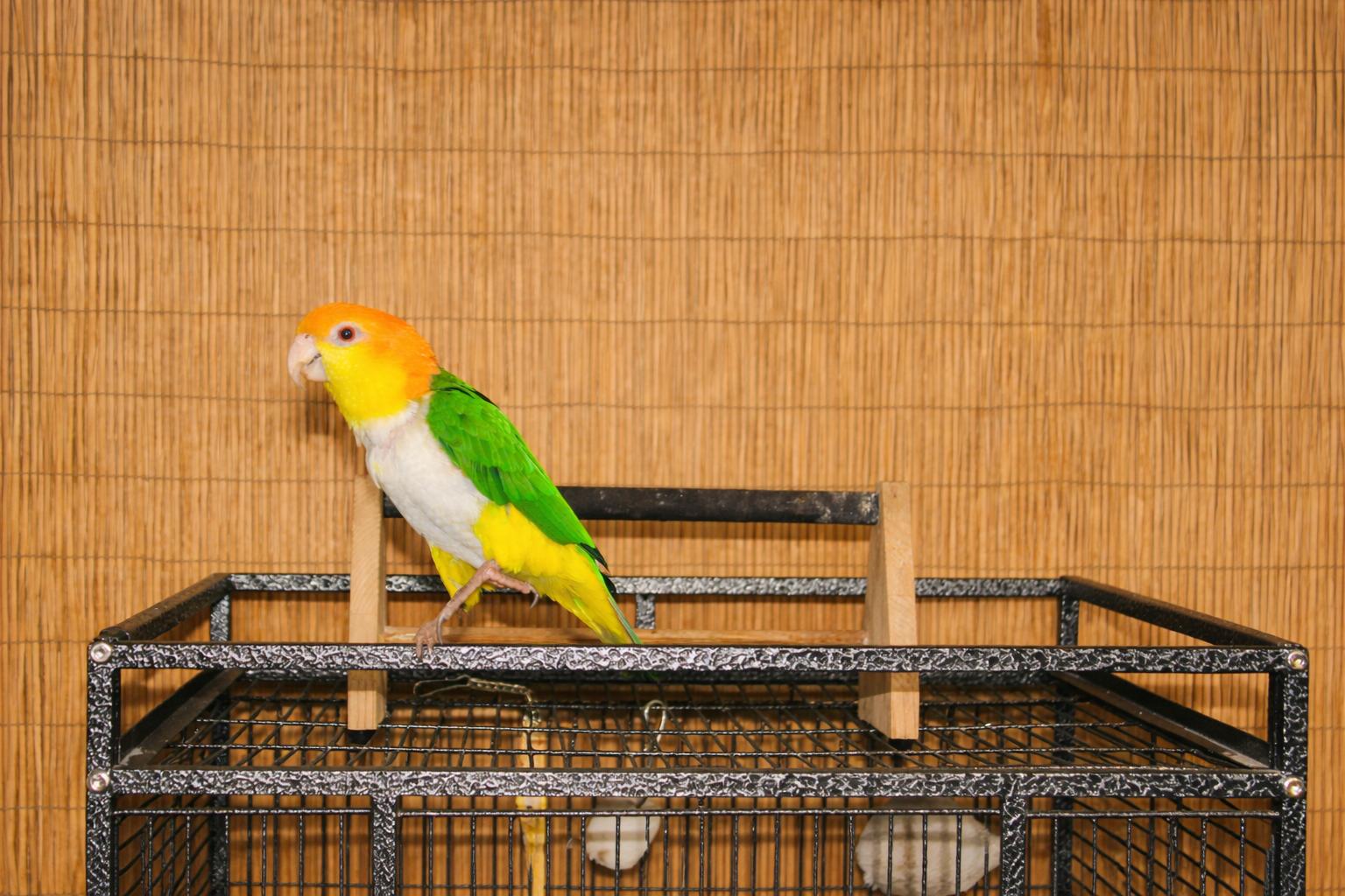 Cosmo The 7 F YO Caique -Prefers MEN, an adoptable Caique in Vancouver, WA image 4/5