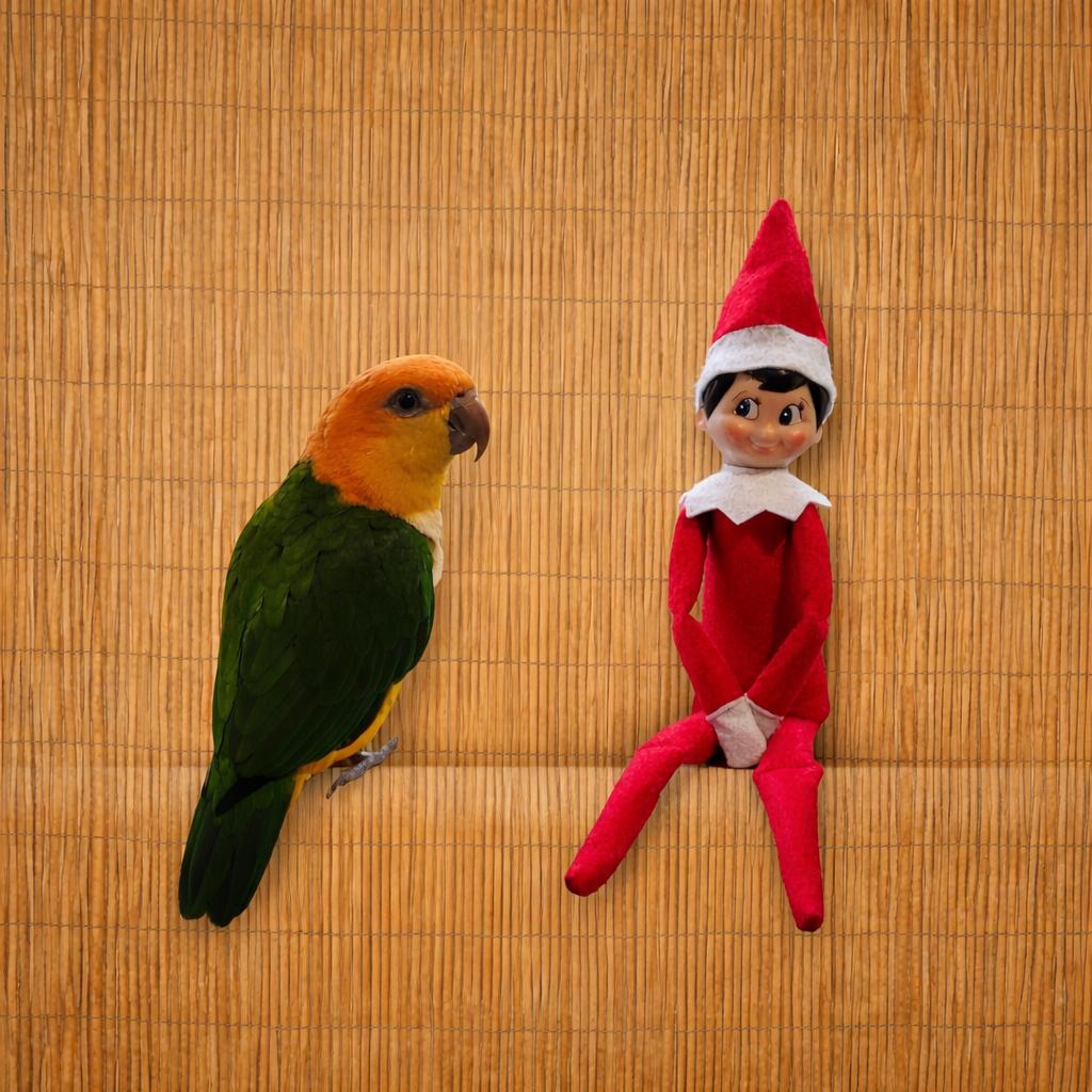 Cosmo The 7 F YO Caique -Prefers MEN, adoptable, Young Female Caique.