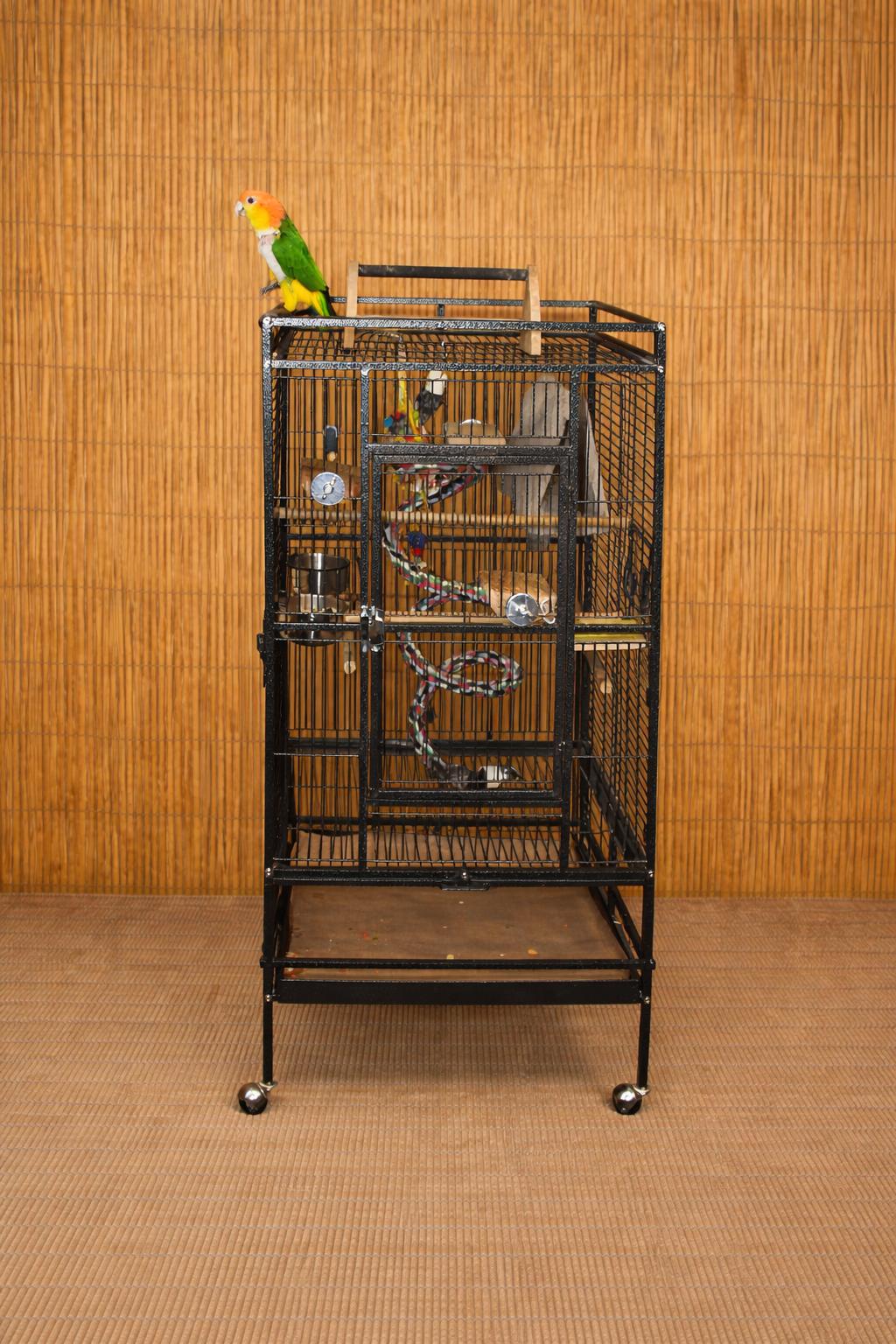 Cosmo The 7 F YO Caique -Prefers MEN, an adoptable Caique in Vancouver, WA image 5/5