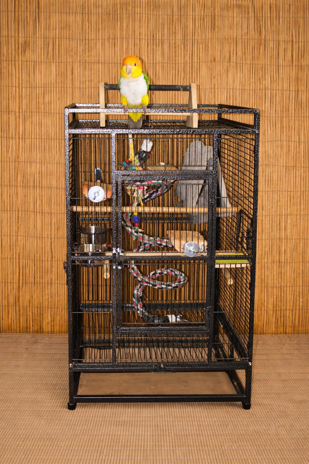 Cosmo The 7 F YO Caique -Prefers MEN, an adoptable Caique in Vancouver, WA image 3/5