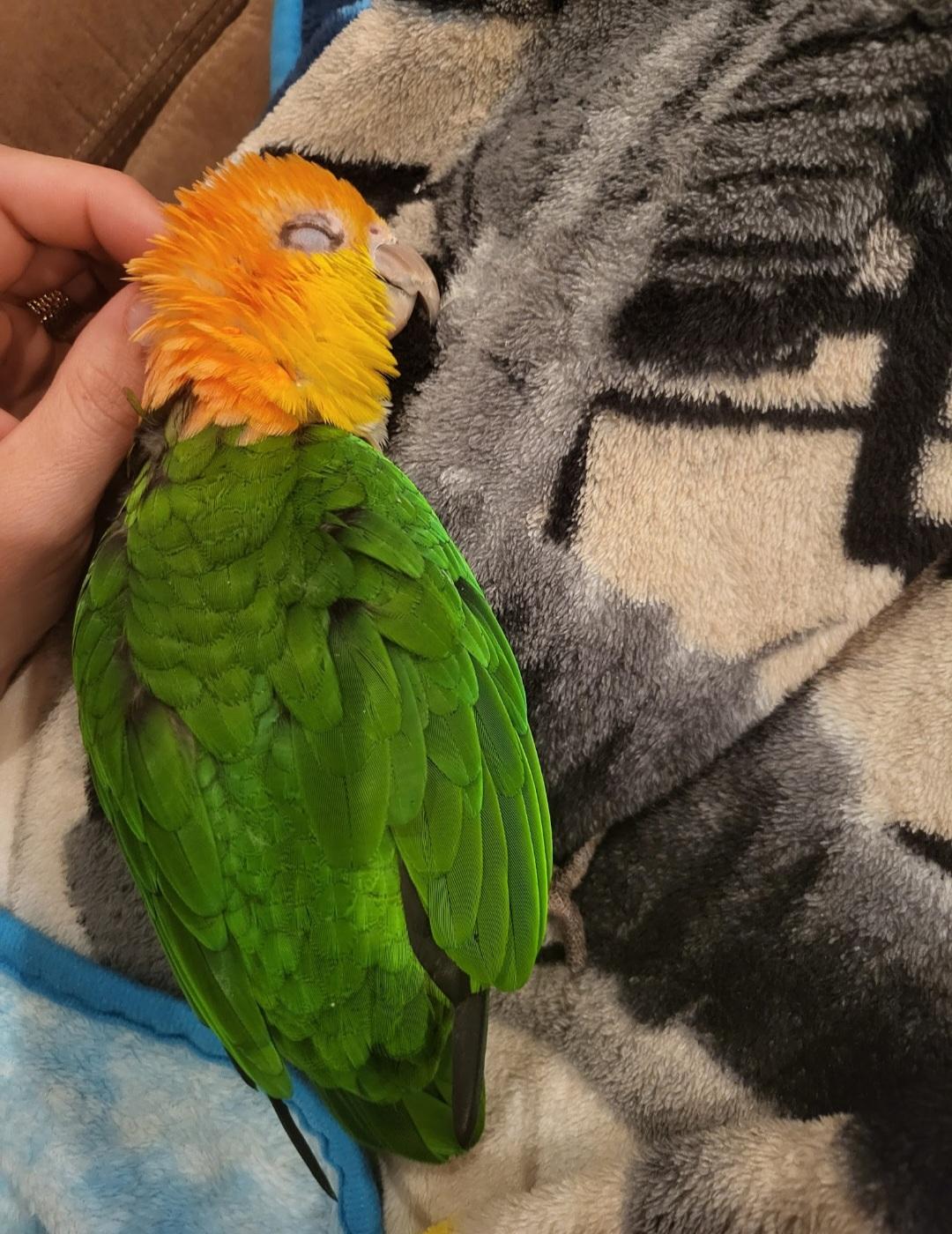 Cosmo The 7 F YO Caique -Prefers MEN, adoptable, Young Female Caique.
