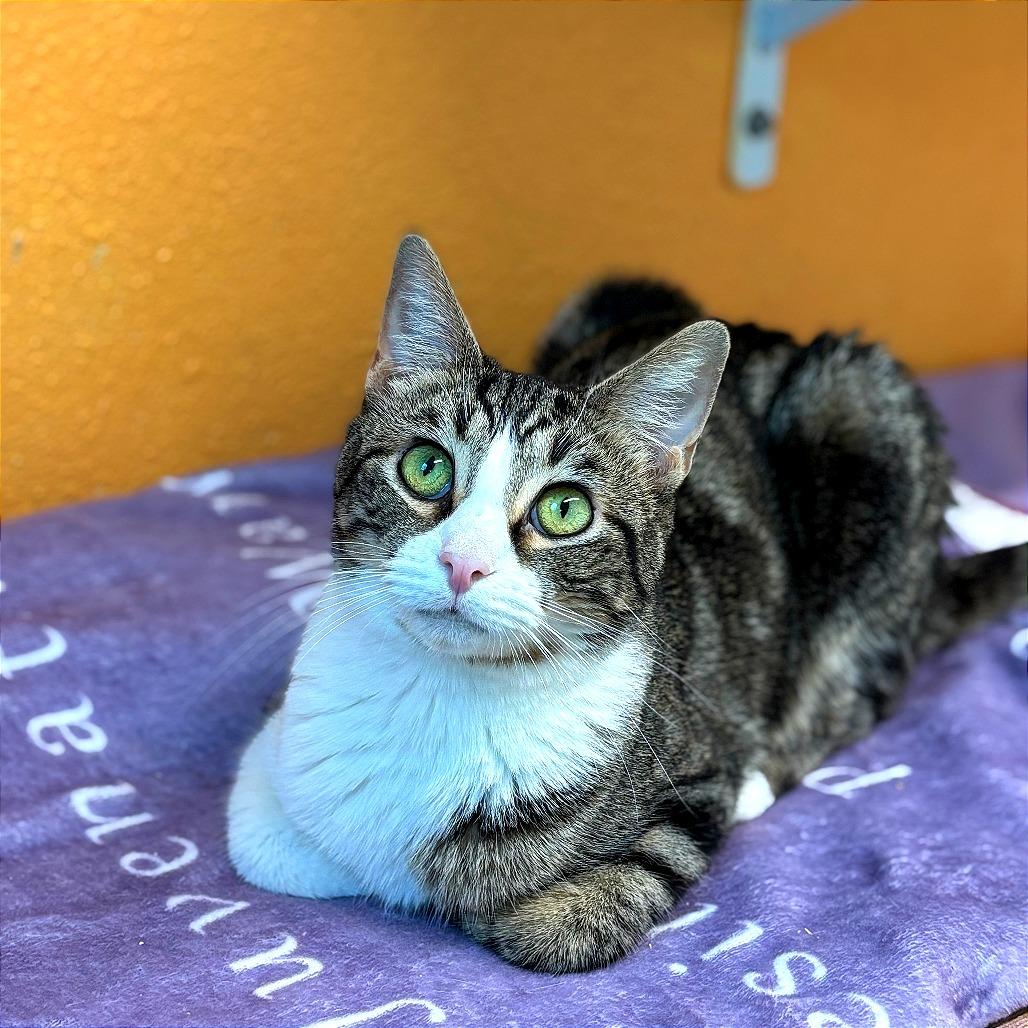 Muffin, a Adoptable Domestic Short Hair in Fresno, CA image 2/3