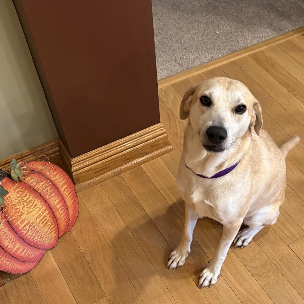 Cypress - Available in Foster, Adoptable, Adult Female Mixed Breed.