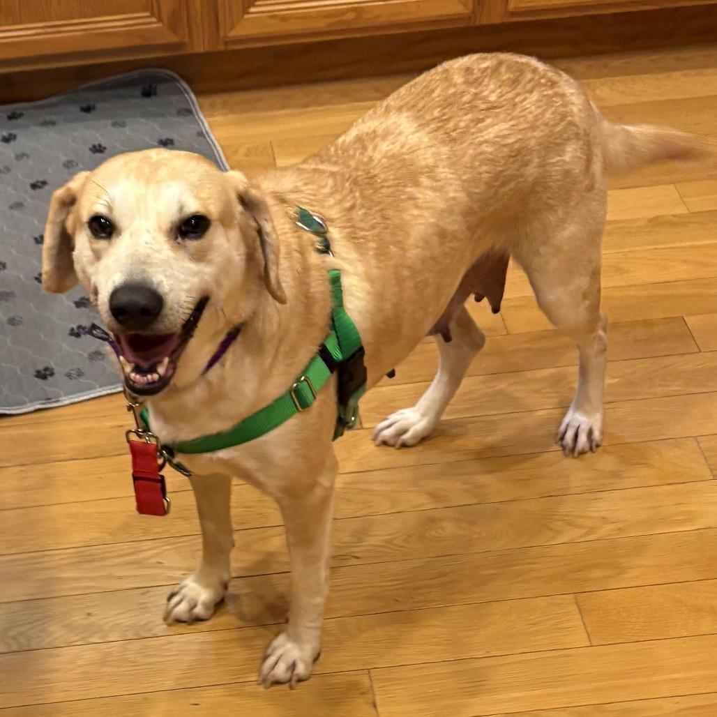 Cypress - Available in Foster, Adoptable, Adult Female Mixed Breed.