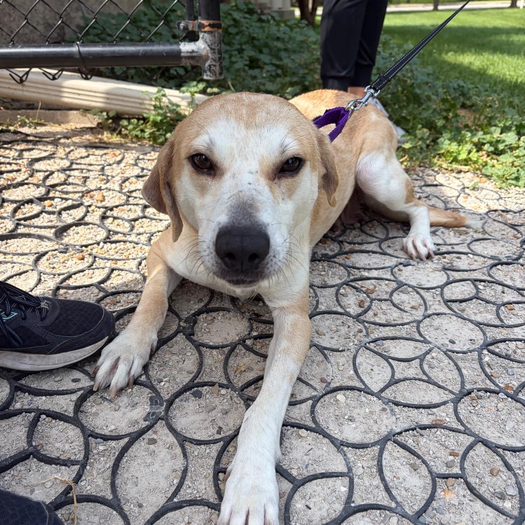 Cypress, Adoptable, Adult Female Mixed Breed.