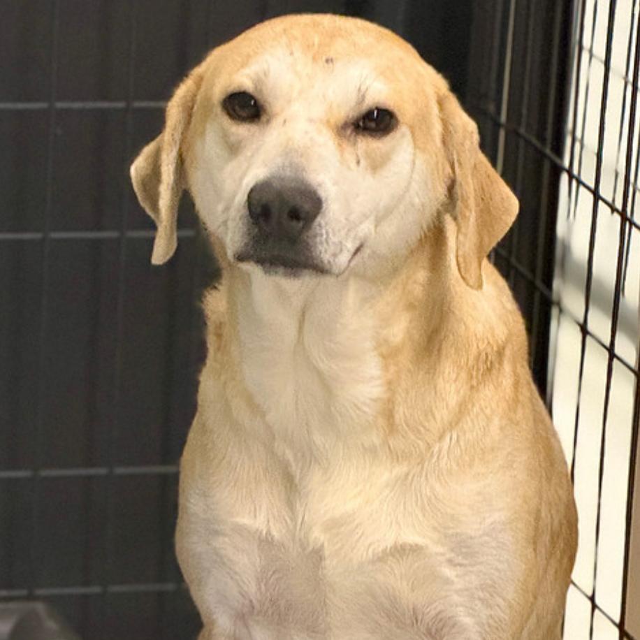 Enlarge Cypress, a Adoptable Mixed Breed in Naperville, IL image 2/2