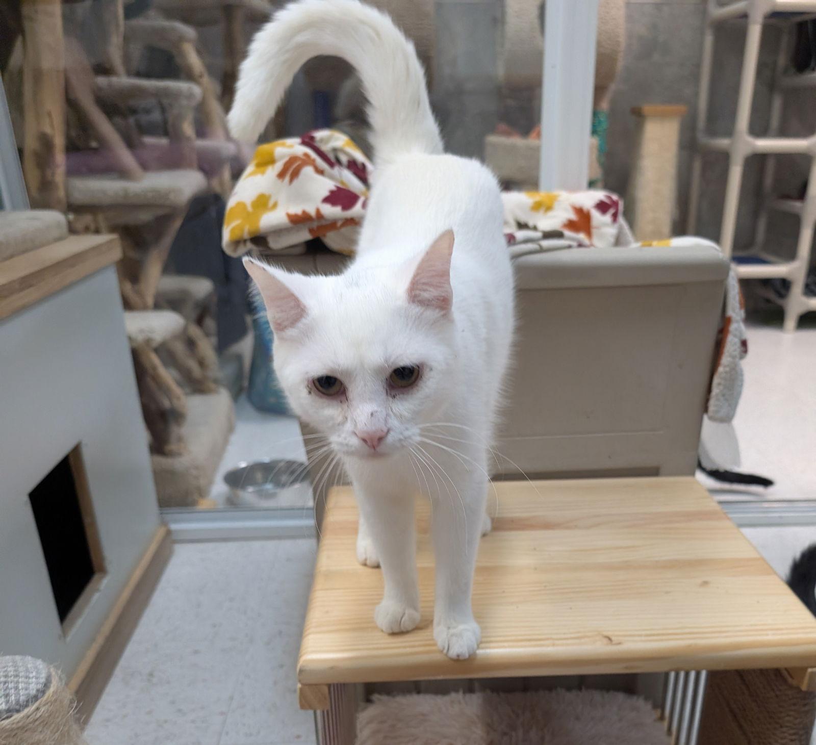 Polar Bear thumbnail 2