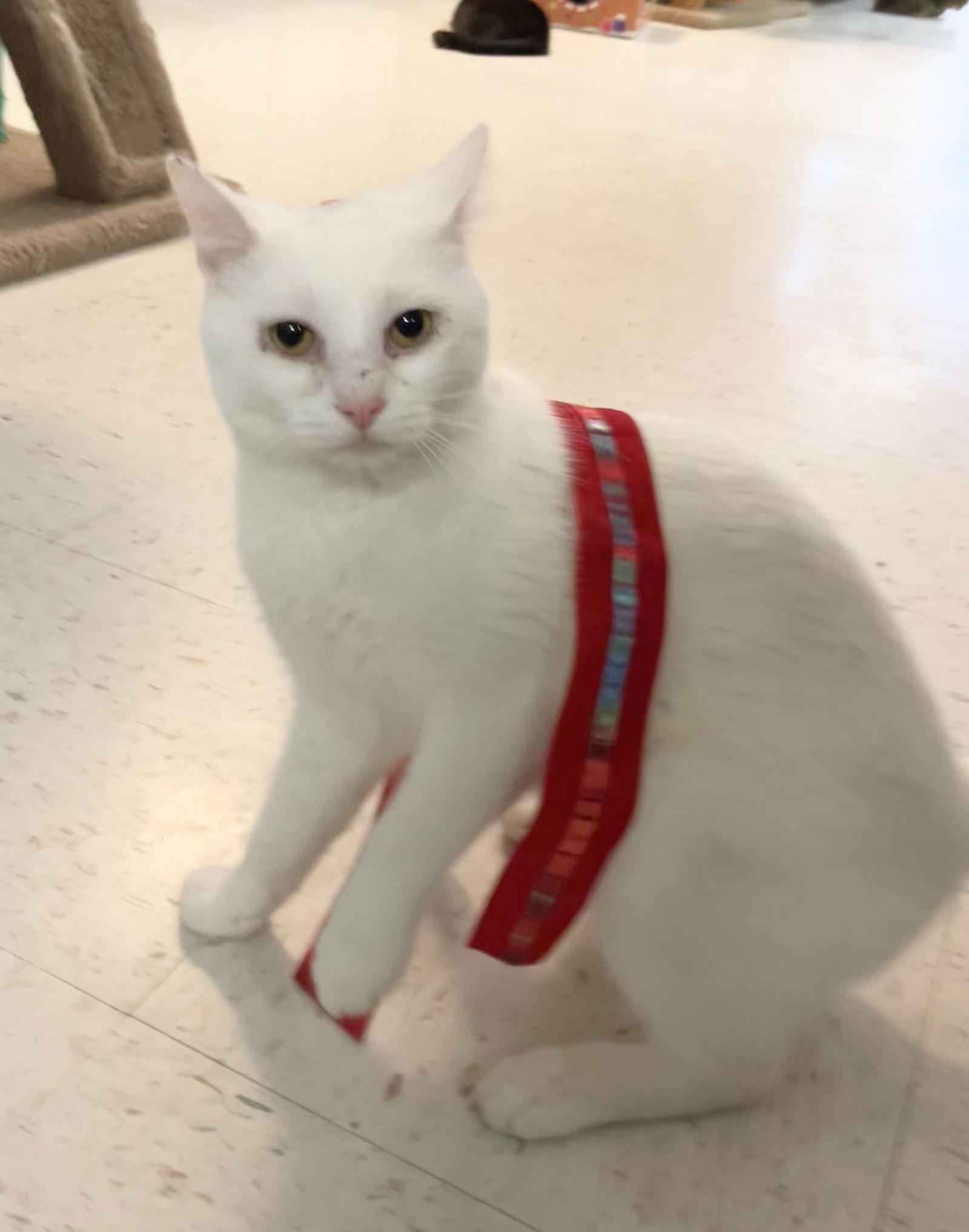 Polar Bear thumbnail 3