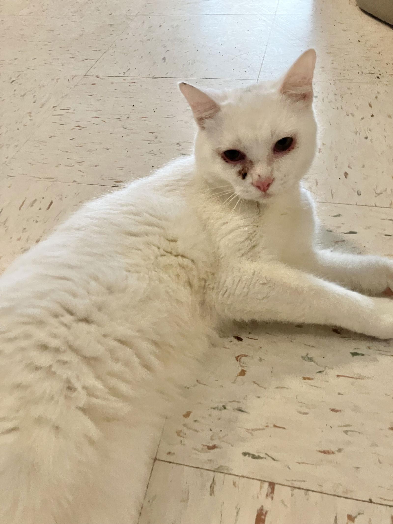 Polar Bear thumbnail 4