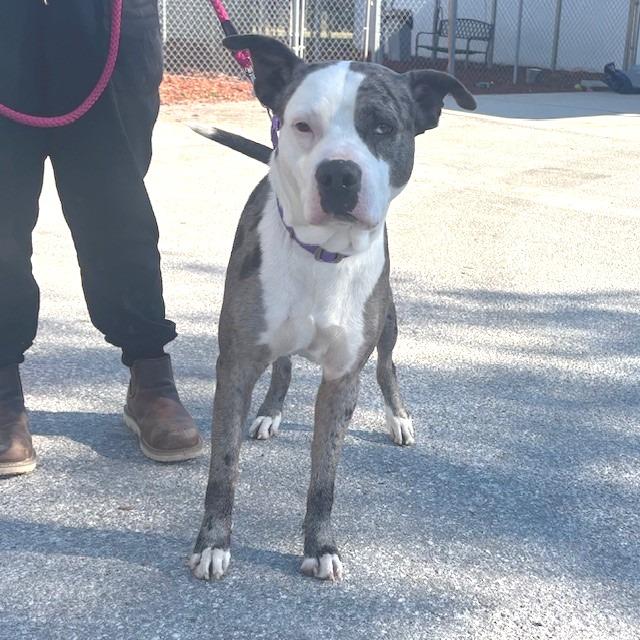 Dapper Dan, Adoptable, Adult Male Catahoula Leopard Dog.