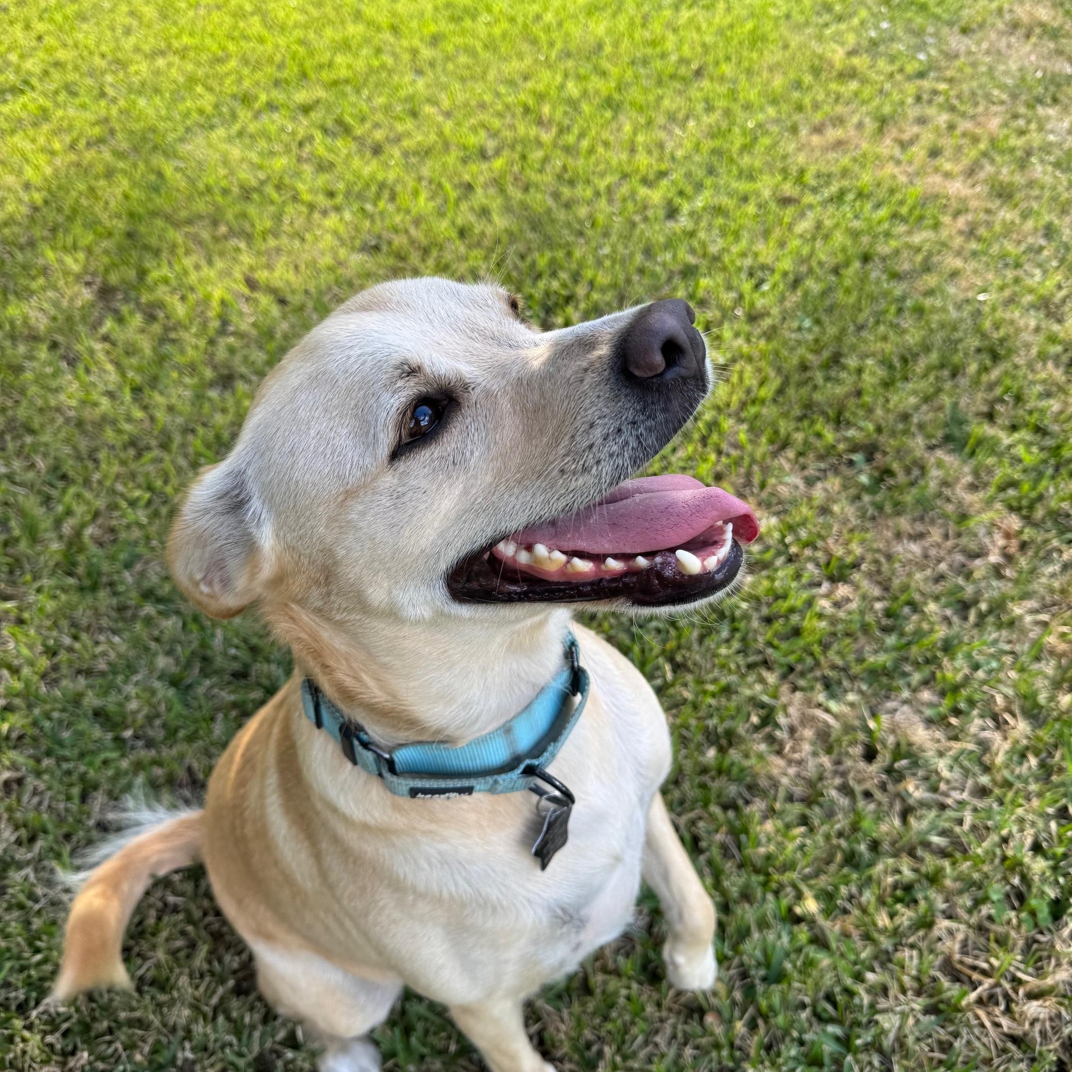 Enlarge Blondie, a Adoptable mixed breed in Waterford, CT image 5/6